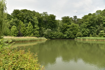 Obraz premium Buissons, roseaux, et bois entourant le grand étang du domaine de Mariemont à Morlanwelz 