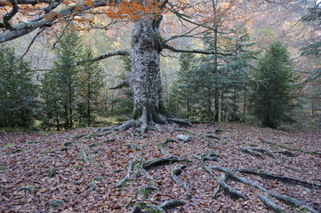 bosque