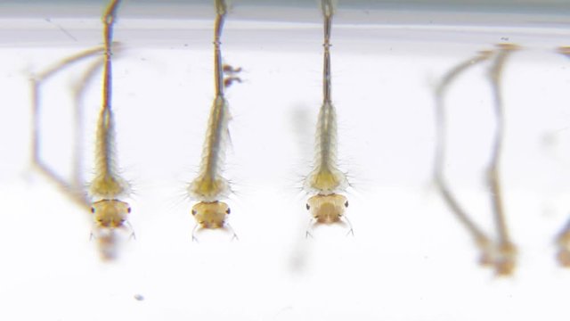 M&uuml;cke m&uuml;ckenlarve Larve einer M&uuml;cke kleine Baby Stech&uuml;cke Misquito im Wasser