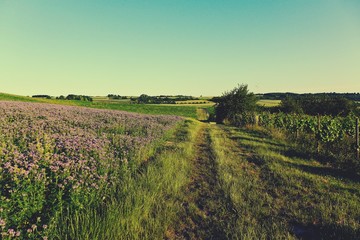 Fototapeta na wymiar Idyllische Feldlandschaft mit Weinstöcken und lila Blüten