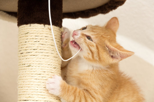 red kitten playing with a string on the cat tree