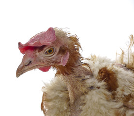 hen from caged  farming - animal protection concept