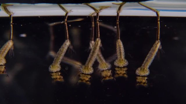 Mücke mückenlarve Larve einer Mücke kleine Baby Stechücke Misquito im Wasser