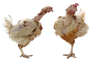 hen from caged  farming - animal protection concept