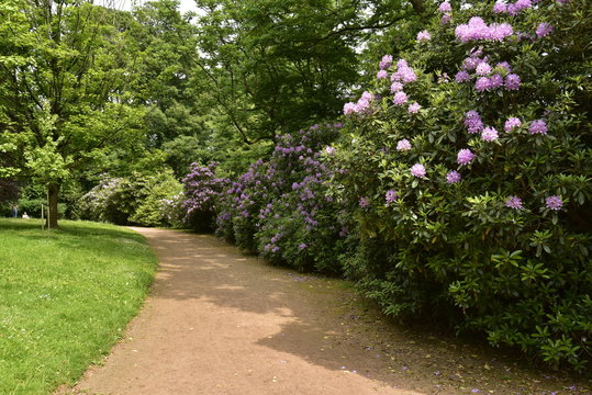 Chemin le long des arbustes de fleurs au domaine de Mariemont &agrave; Morlanwelz 