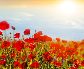beautifulred poppy field at the sunset