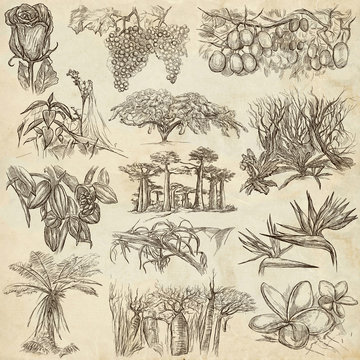 flowers and trees around the world - an hand drawn collection, freehand sketching