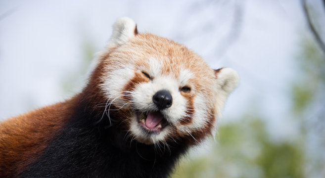 Panda Rojo Guiñando un Ojo