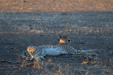 Gepard