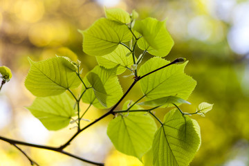 Hojas verdes