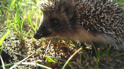 Hedgehog © Aleksey