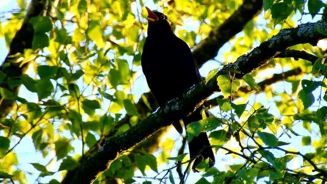 Amsel zwitschert im Baum
