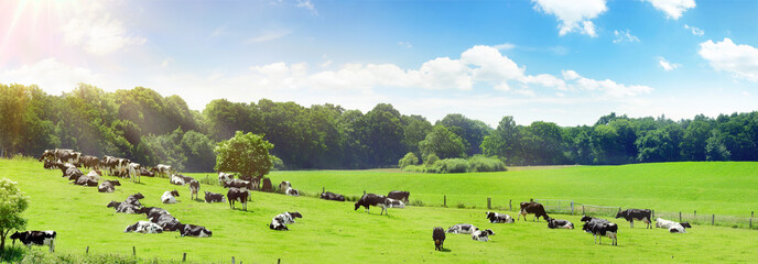 Fototapeta Kühe auf der Weide im Sommer obraz