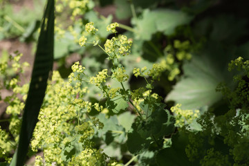 herbary garden in summer