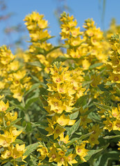 Goldfelberich, Punkte-Gilbweiderich, Lysimachia punctata