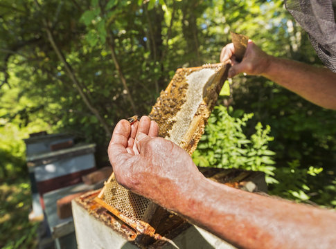 Hope, Beekeeper holding honeycomb