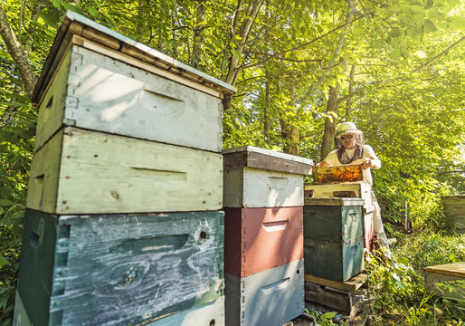 Hope, Beekeeper holding honeycomb