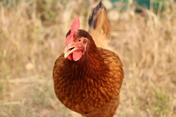 poulette ou poule ?