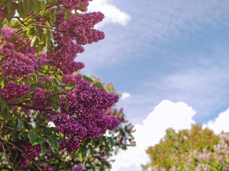 Blooming lilac on a sunny day