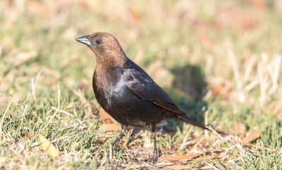Brown-headed Cowbird - Molothrus ater, Adult Male. Santa Clara County, California, USA.