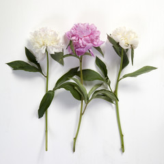 Cerise Pink and white Peony Flowers on the wooden white table