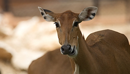 Portrait shot of a barking deer
