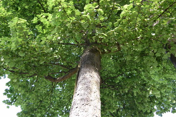 Fototapeta premium up a tree
