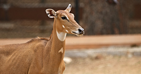 Portrait of a barking deer