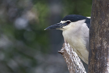 ck crowned night heron close up