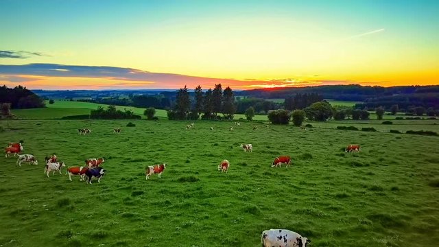 Aerial view of country landscape with grazing cows at sunset