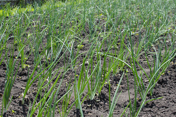 Onion feathers in the summer in the garden
