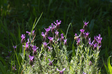 herbary garden in summer