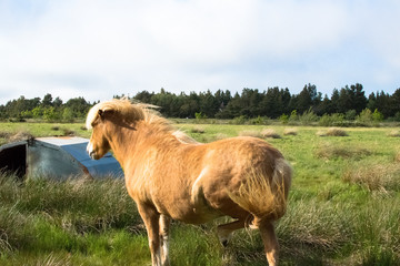 Fototapeta premium a lovely horse in a big green field