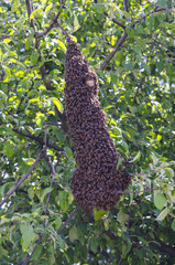 Bee swarm on the apple tree branch. The queen bee. Output swarm of evidence. Expansion of the bee family.