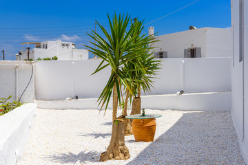 Small potted yukka trees in the peaceful courtyard of typical Greek house in Pollonia village. Island of Milos, Cyclades. Greece © vivoo