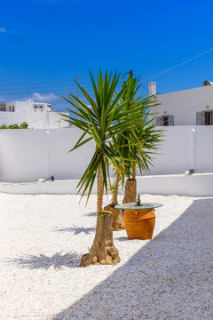 Small potted yukka trees in the peaceful courtyard of typical Greek house in Pollonia village. Island of Milos, Cyclades. Greece