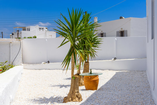 Small potted yukka trees in the peaceful courtyard of typical Greek house in Pollonia village. Island of Milos, Cyclades. Greece