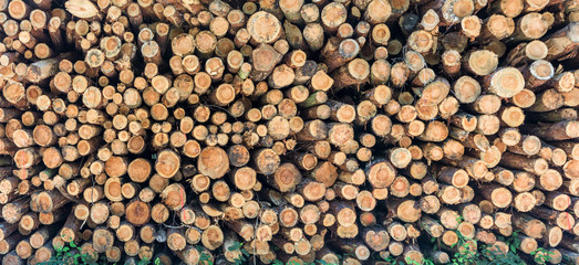 Brennholz lagert im Wald zur Weiterverarbeitung