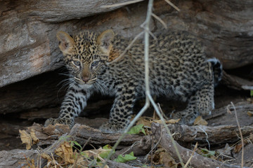 Leopard