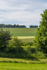Naklejka premium summer landscape