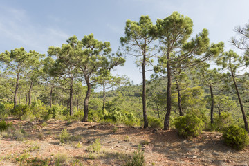 Through the desert of the palms in castellon, spain