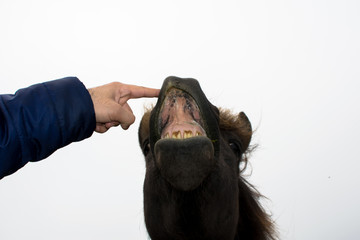 a funny face of a brown horse expression