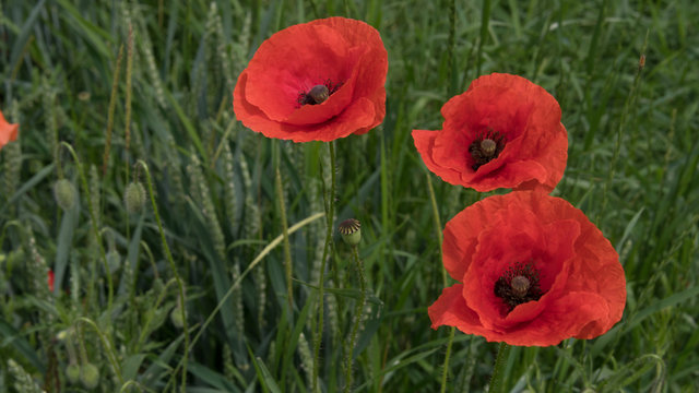 Fototapeta red poppies on the field, big flowers.