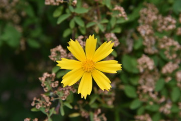 flower,yellow,garden,nature,green,yellow flower