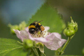 Hummel bei der Bestäubung