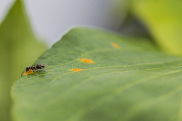 Ameise auf Zwergenbirnenblatt
