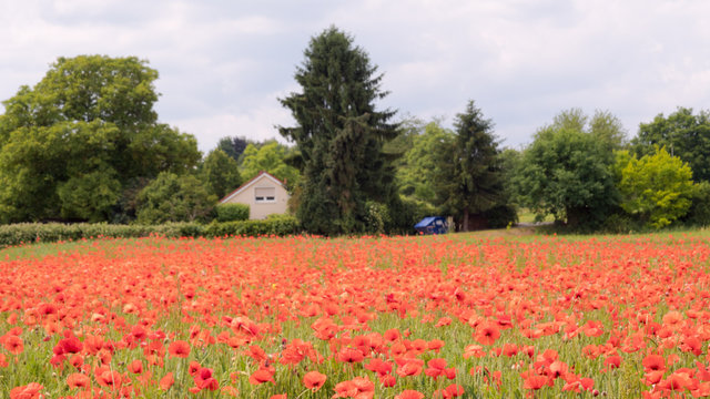 Fototapeta red poppies on the field, big flowers.