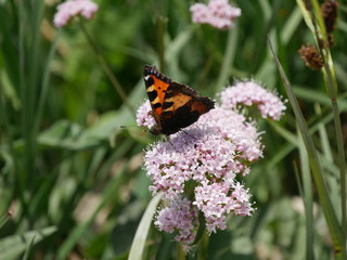 Schmetterling auf Blume