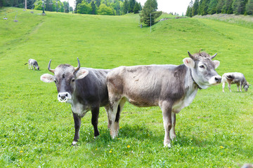 Tiroler Grauvieh auf gr&uuml;ner Wiese in &Ouml;sterreich