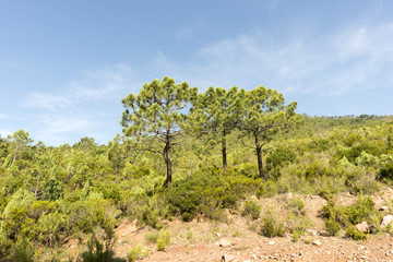 Through the desert of the palms in castellon, spain